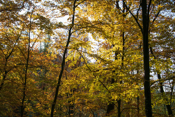 Herbstwanderung auf dem Patensteig im Extertal. Dieser befindet sich im Naturpark Teutoburger Wald im Eggegebirge, Lipperland. Das Laub der Bäume verfärbt sich. Es ist ein wunderschöner Tag.