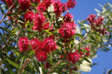 Callistemon tree in Australia