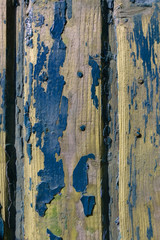 Wooden boards with a pronounced texture and traces of old blue paint. Wall, it can be used as background and photo Wallpaper.