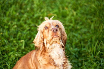 Ginger curly Spaniel looks at place of your advertising, blank form, top view up, raindrops glisten in sun. Close-up portrait of dogs muzzle. Walking pet in autumn. Horizontal shot of animal