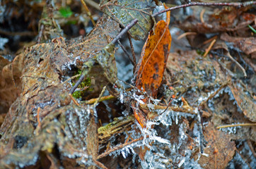 Frozen leaves