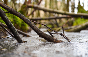 Branch frozen in river