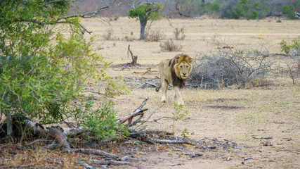 male lion in kruger national park, mpumalanga, south africa 3