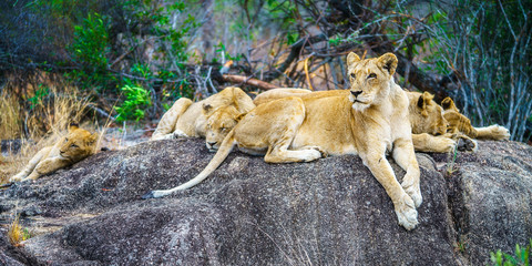 lions posing on a rock in kruger national park, mpumalanga, south africa 64