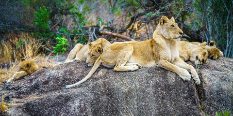 lions posing on a rock in kruger national park, mpumalanga, south africa 95