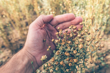 Agronomist observing common flax crop capsules
