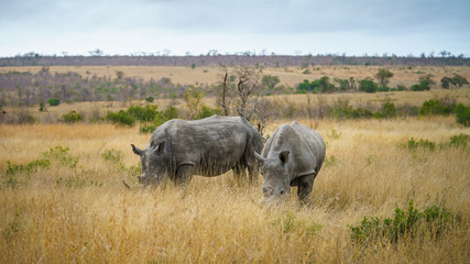 Fototapeta premium white rhinos in kruger national park, mpumalanga, south africa 16