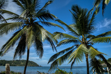 Zwei Palmen an der Küste in Panama bei blauem Himmel paradisisch