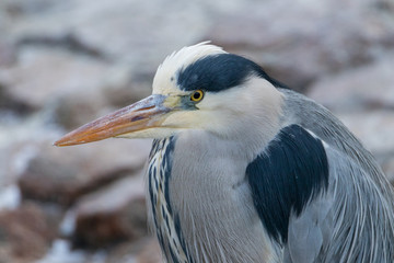 Grey Heron closeup