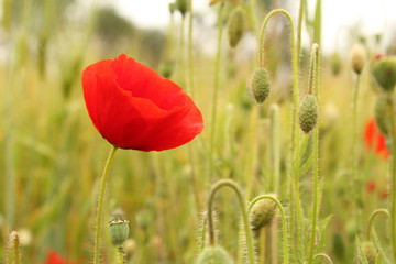 Fototapeta premium a red poppy flower closeup between buds in a field margin