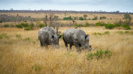 white rhinos in kruger national park, mpumalanga, south africa 22