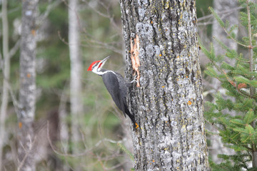 Pileated Woodpecker 