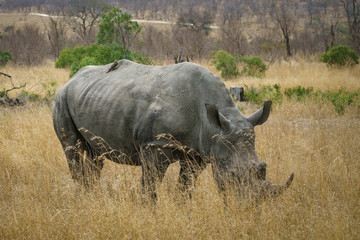 white rhinos in kruger national park, mpumalanga, south africa 29
