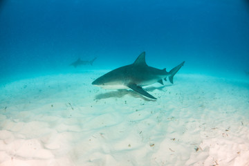 Fototapeta premium Bull shark at the Bahamas