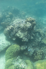 Indian Ocean Corals