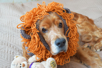 Lion costume, Dog in knitted scarf, Pet portrait, Knitting
