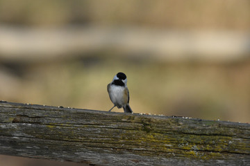 Black Capped Chickadee