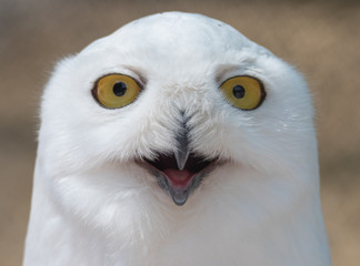 Snowy Owl Portrait