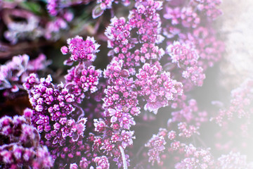 First frost on green grass.