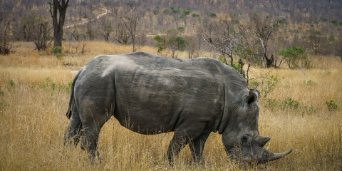 white rhinos in kruger national park, mpumalanga, south africa 50