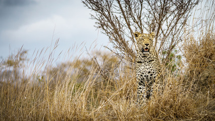 leopard in kruger national park, mpumalanga, south africa 35
