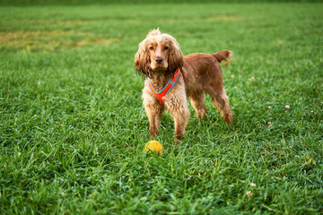 Ginger color curly Spaniel stands on green grass, looks closely at camera, waiting for team, wagging his tail. Close-up portrait of dogs muzzle. Walking pet in autumn. Horizontal shot of animal