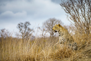 leopard in kruger national park, mpumalanga, south africa 41