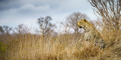 leopard in kruger national park, mpumalanga, south africa 44