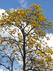 Obraz premium Yellow Guayacan, (Handroanthus chrysanthus or Tabebuia chrysantha)