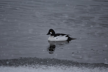 ducks in the water