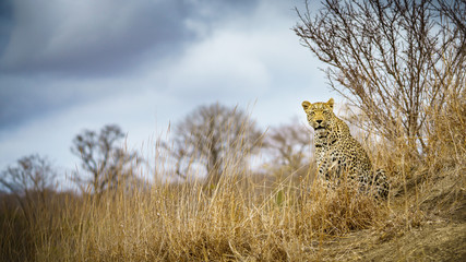 leopard in kruger national park, mpumalanga, south africa 89