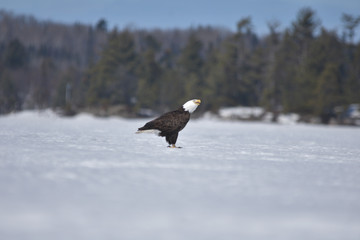 Bald eagle3