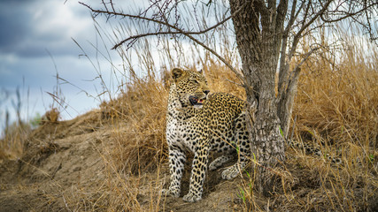 leopard in kruger national park, mpumalanga, south africa 104