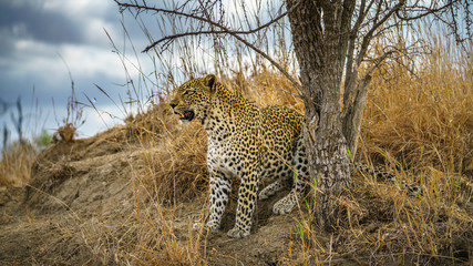 leopard in kruger national park, mpumalanga, south africa 131