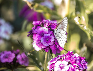 Fototapeta na wymiar Beautiful butterflies sit on flowers.