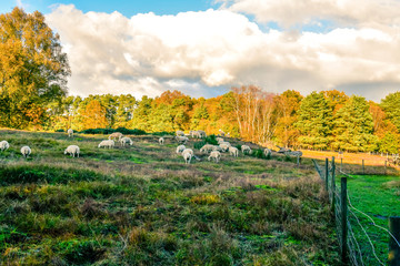 beautiful autumn colors, walk, sheep grazing in the meadow