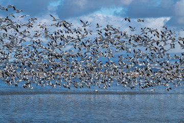 Snow Geese Migration.