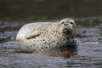 Fototapeta premium spotted seal on rock