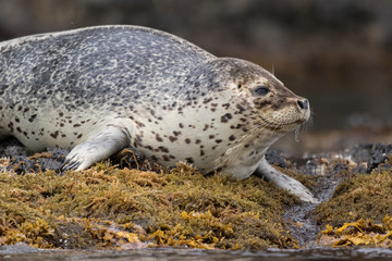 spotted seal on rock