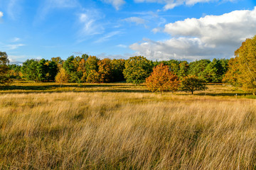 autumn walk in fields, forests, meadows