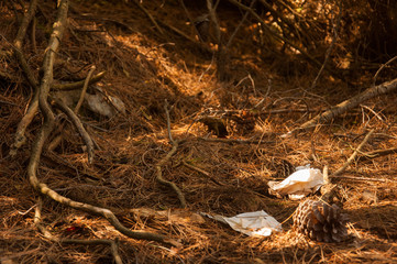 Paper trash laying left on the dry ground in the pine wood.