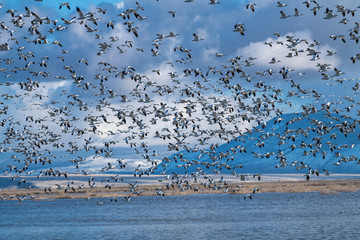 Snow Geese Migration.
