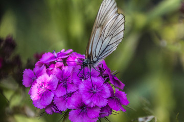 The white butterfly extracts pollen from the flower.