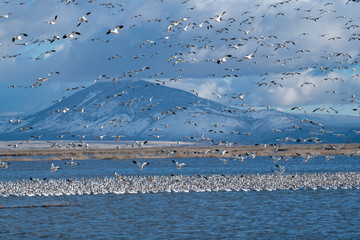 Snow Geese Migration.