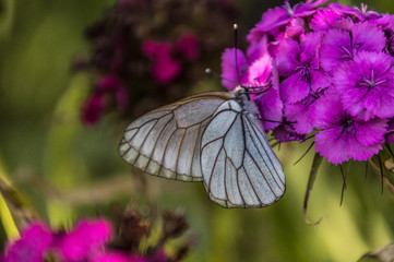 The white butterfly extracts pollen from the flower.