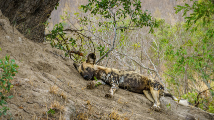 wild dogs in kruger national park, mpumalanga, south africa 18