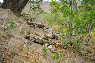 Naklejka na ściany i meble wild dogs in kruger national park, mpumalanga, south africa 17