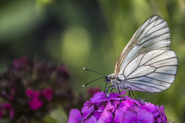 The white butterfly extracts pollen from the flower.