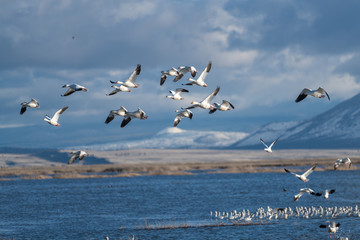Snow Geese Migration.