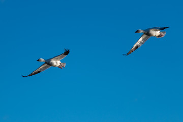 Fototapeta na wymiar Snow Geese Migration.